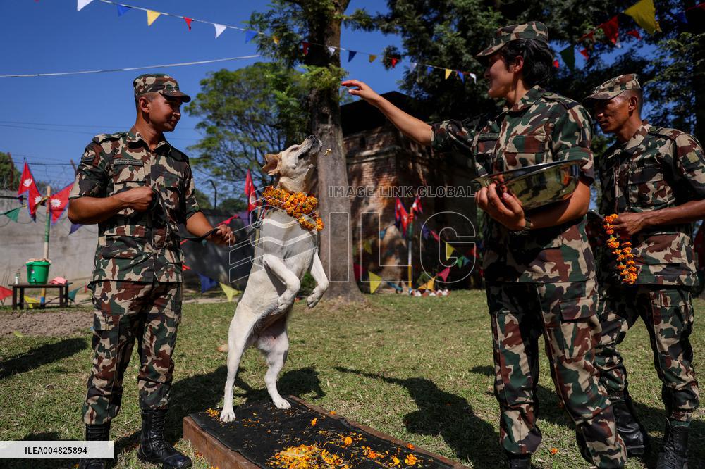 Service Dogs Worshiped During Kukur Tihar Celebration - Nepal