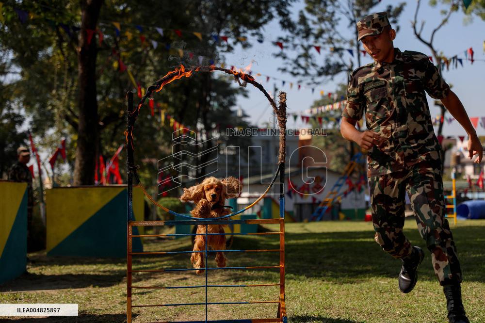 Service Dogs Worshiped During Kukur Tihar Celebration - Nepal