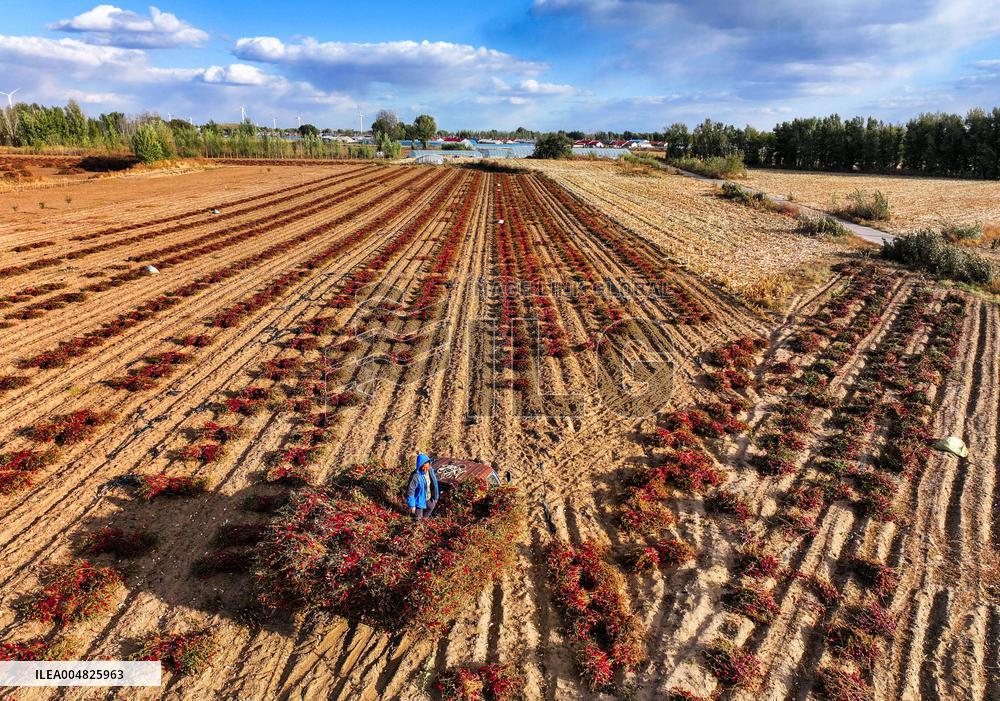 Chili Harvest - China