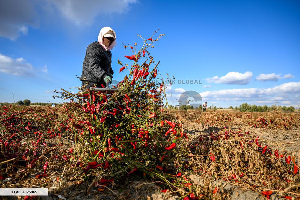 Chili Harvest - China