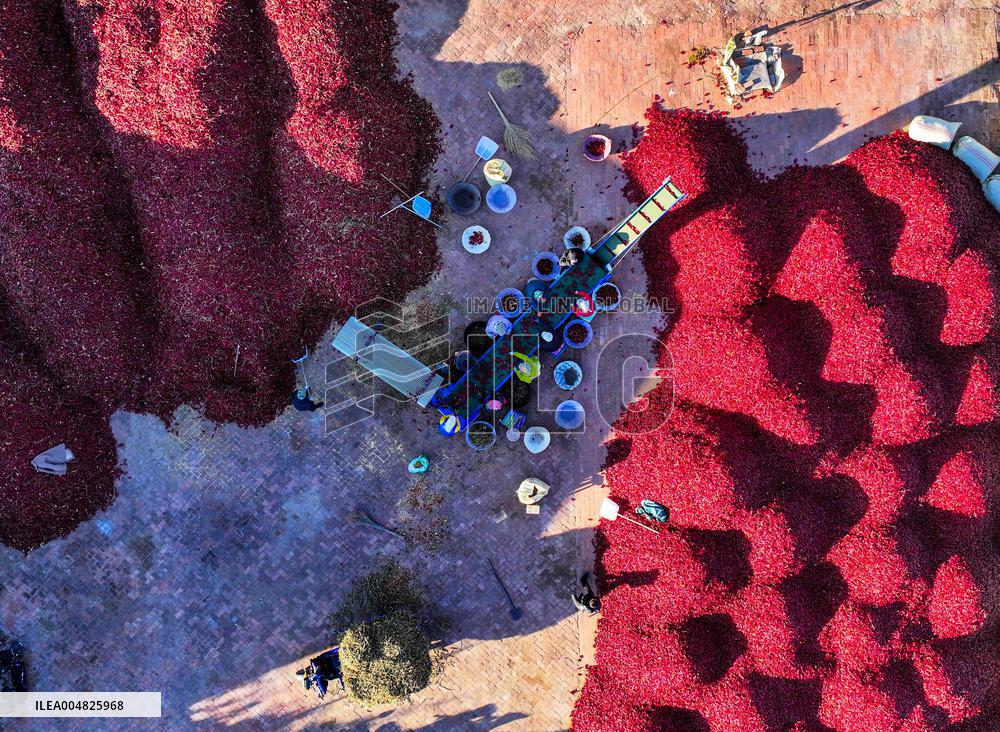 Chili Harvest - China