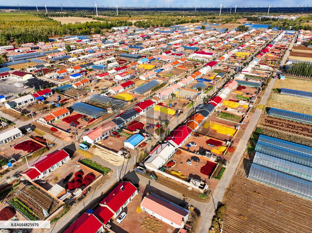 Chili Harvest - China