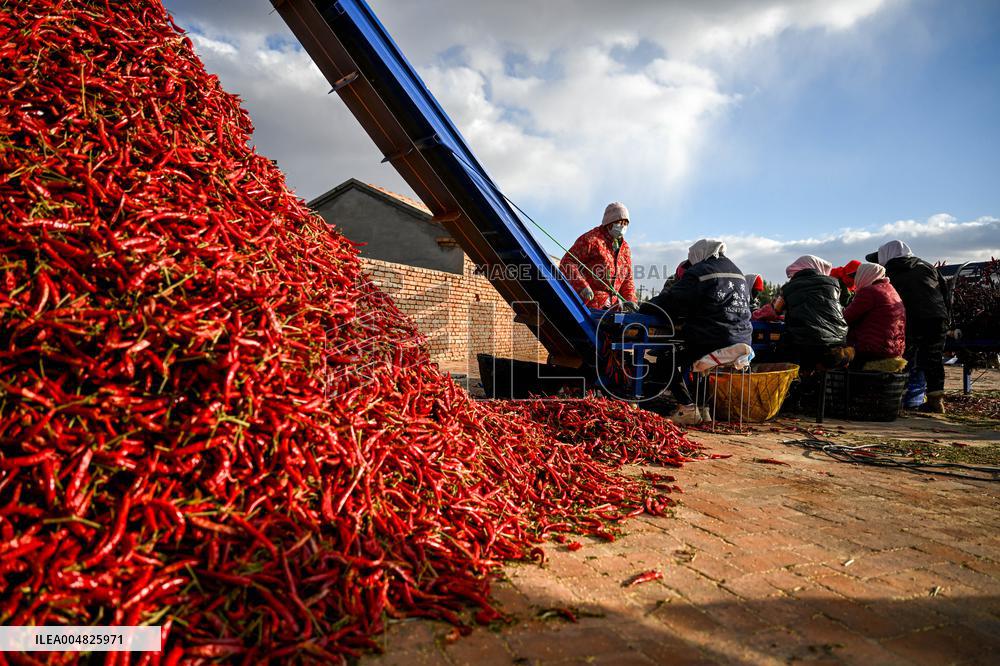 Chili Harvest - China