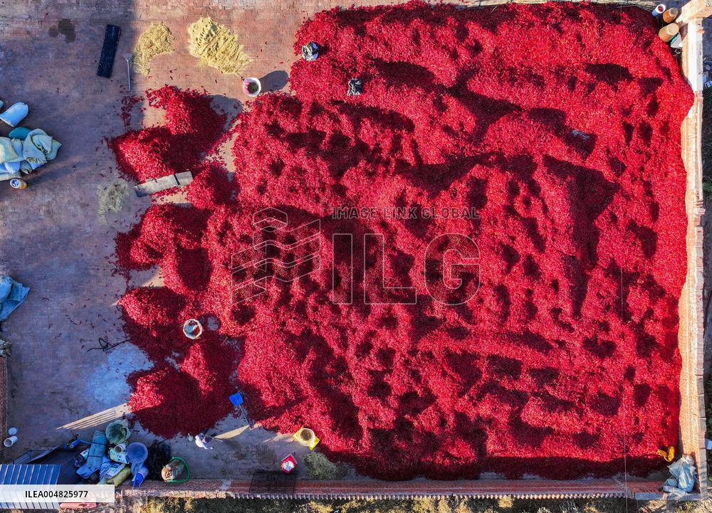 Chili Harvest - China