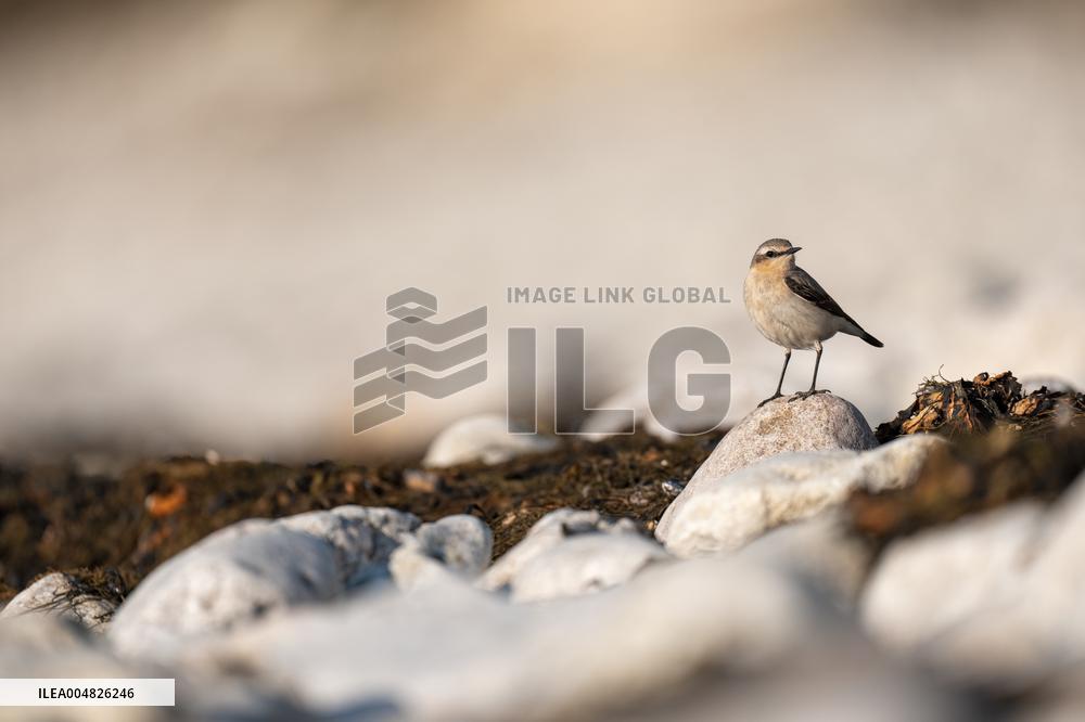 NORTHERN WHEATEAR