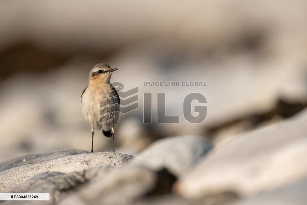 NORTHERN WHEATEAR