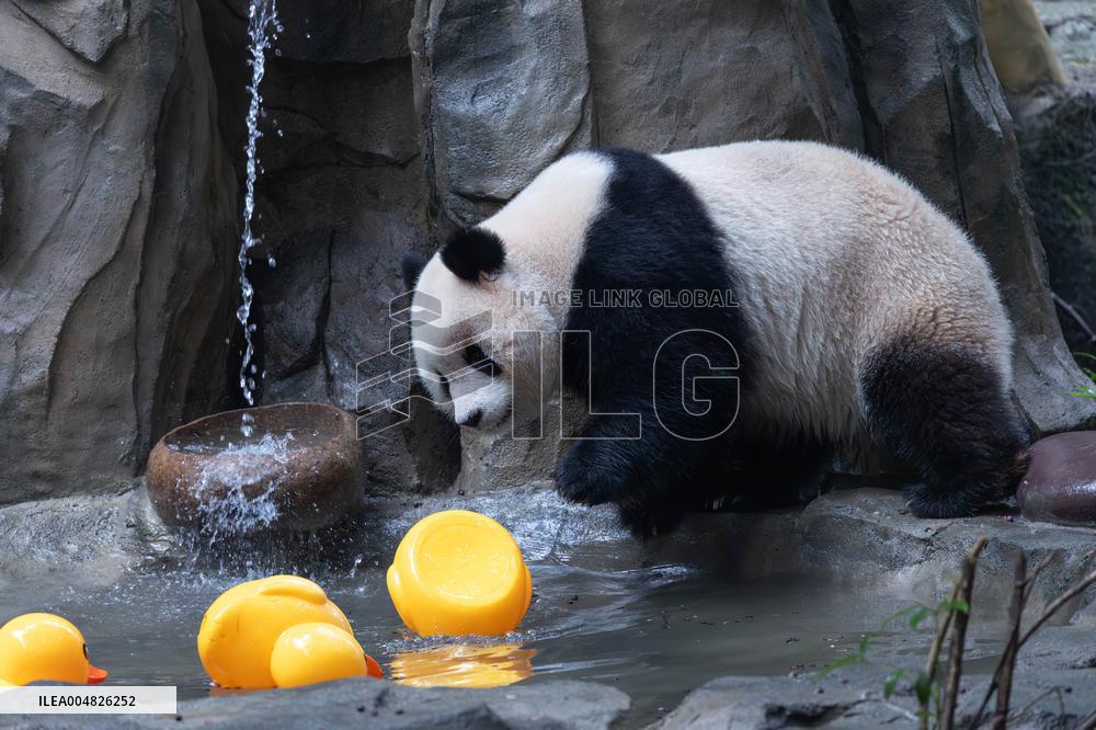 Giant Panda Yu Ai Comeback