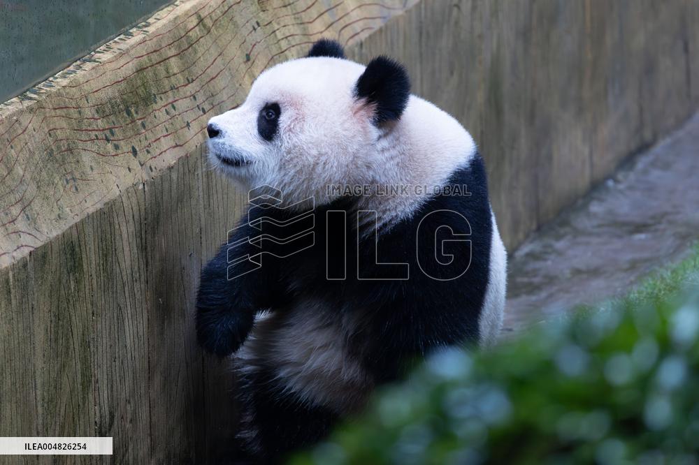 Giant Panda Yu Ai Comeback
