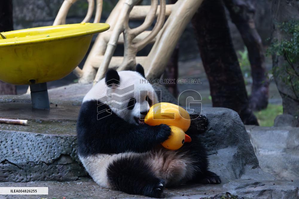 Giant Panda Yu Ai Comeback