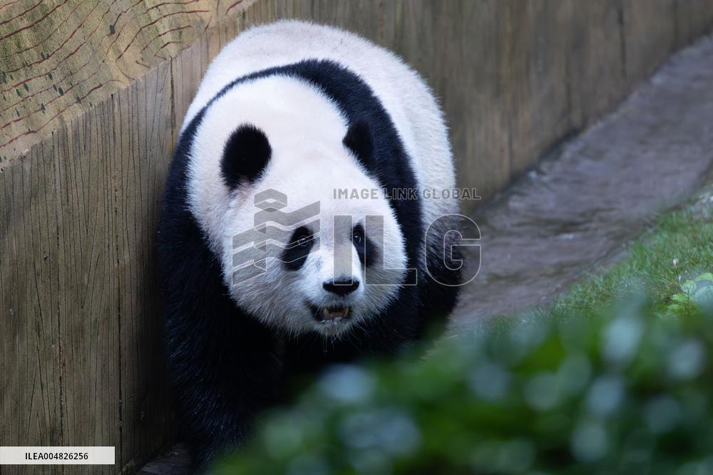 Giant Panda Yu Ai Comeback