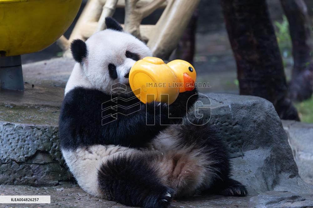 Giant Panda Yu Ai Comeback