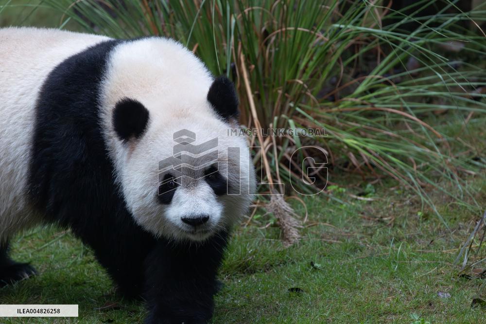 Giant Panda Yu Ai Comeback