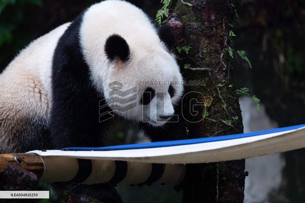 Giant Panda Yu Ai Comeback