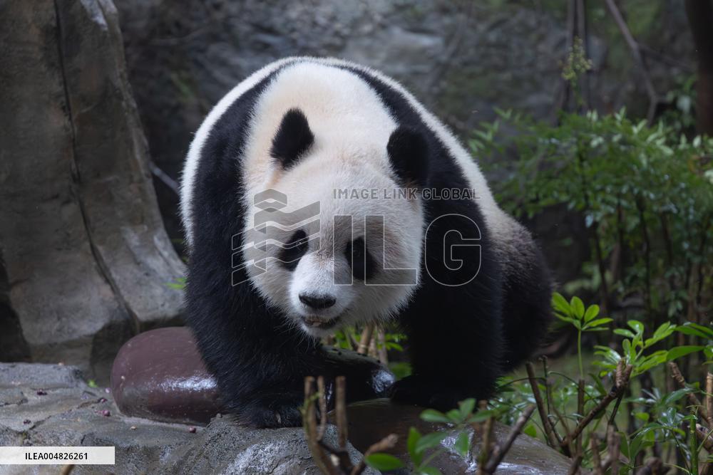 Giant Panda Yu Ai Comeback