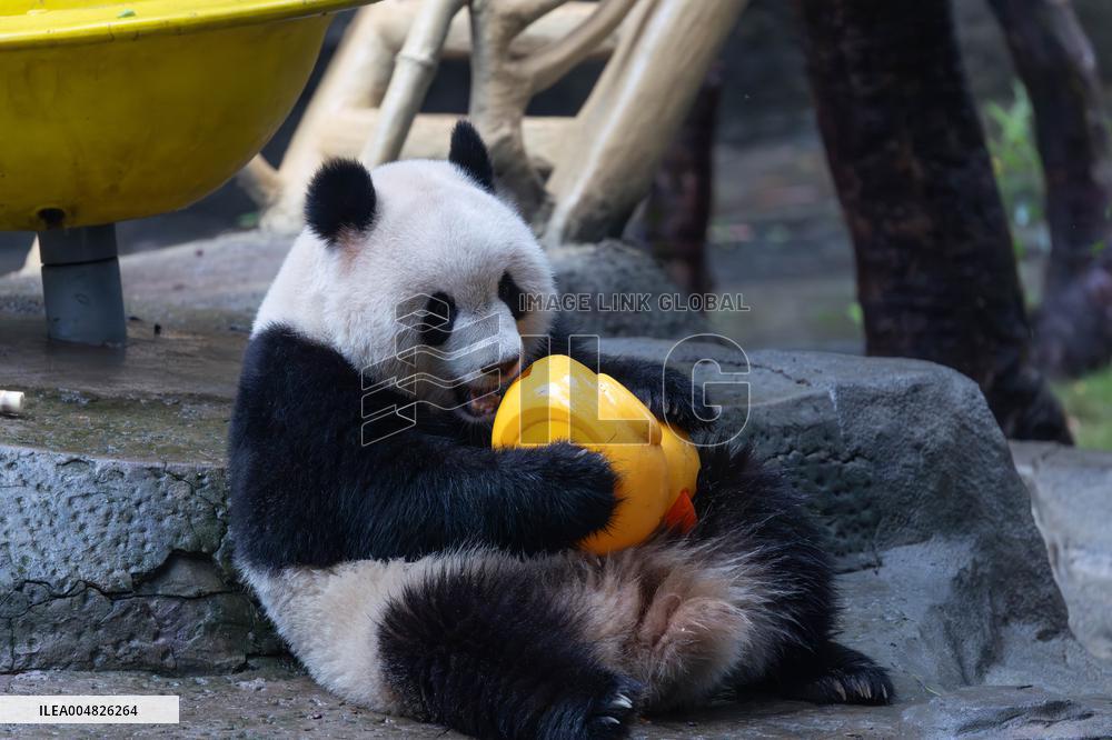 Giant Panda Yu Ai Comeback