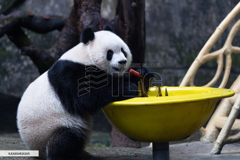 Giant Panda Yu Ai Comeback