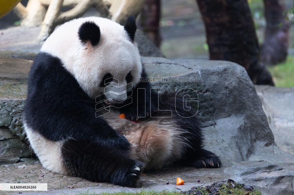 Giant Panda Yu Ai Comeback
