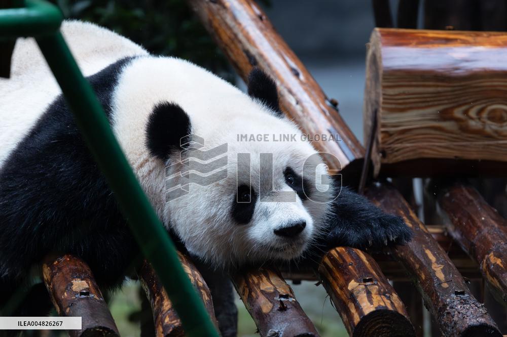 Giant Panda Yu Ai Comeback