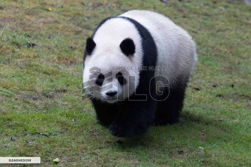 Giant Panda Yu Ai Comeback