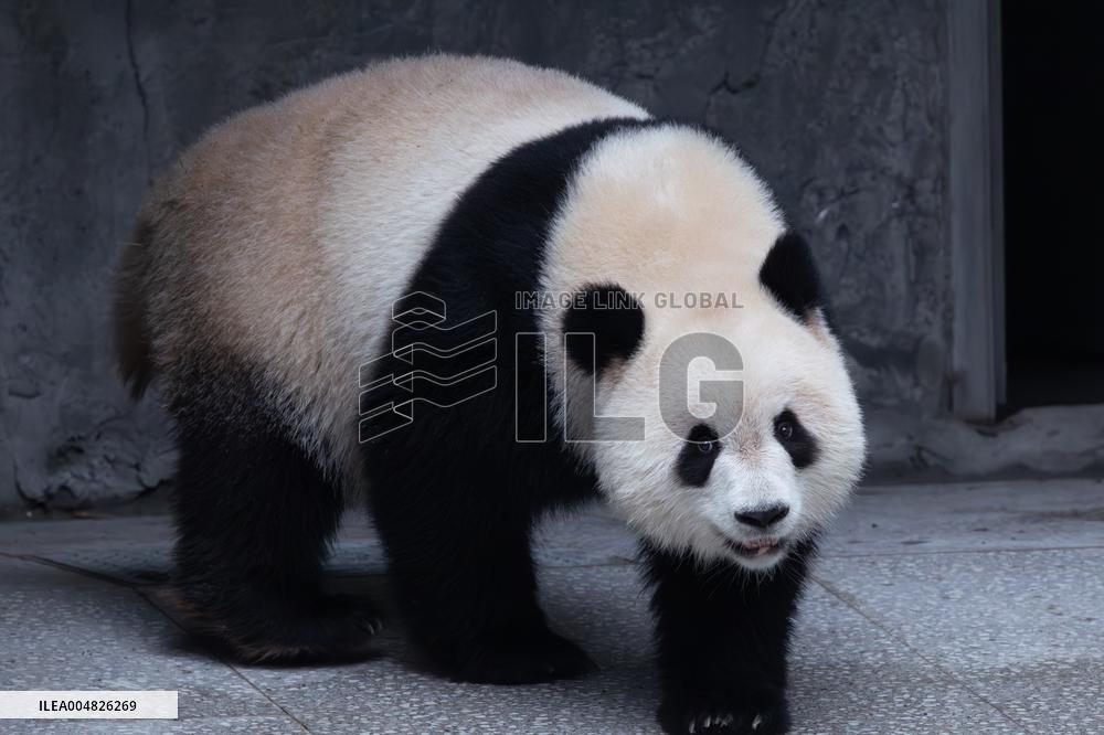 Giant Panda Yu Ai Comeback