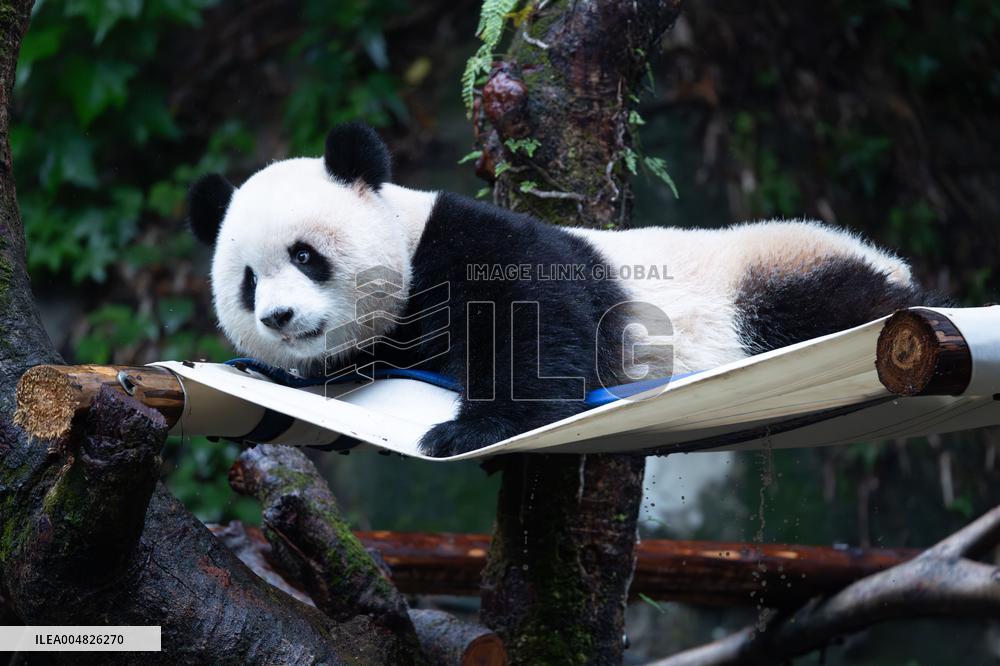 Giant Panda Yu Ai Comeback