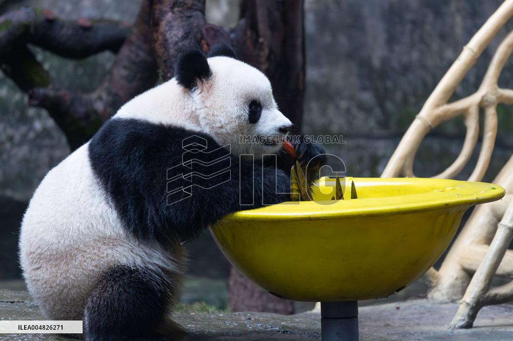 Giant Panda Yu Ai Comeback