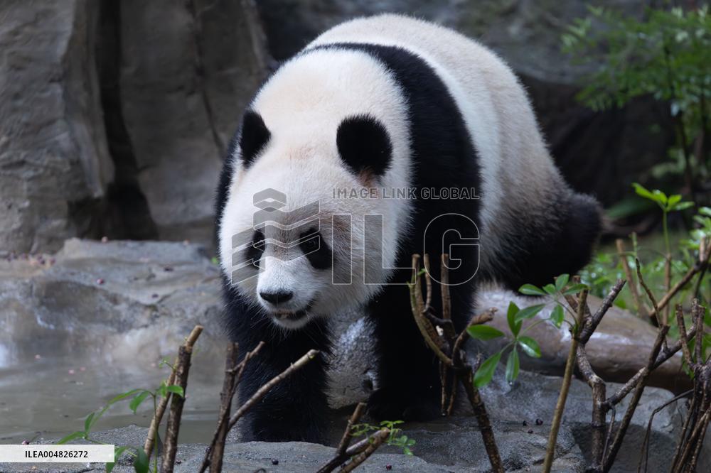 Giant Panda Yu Ai Comeback