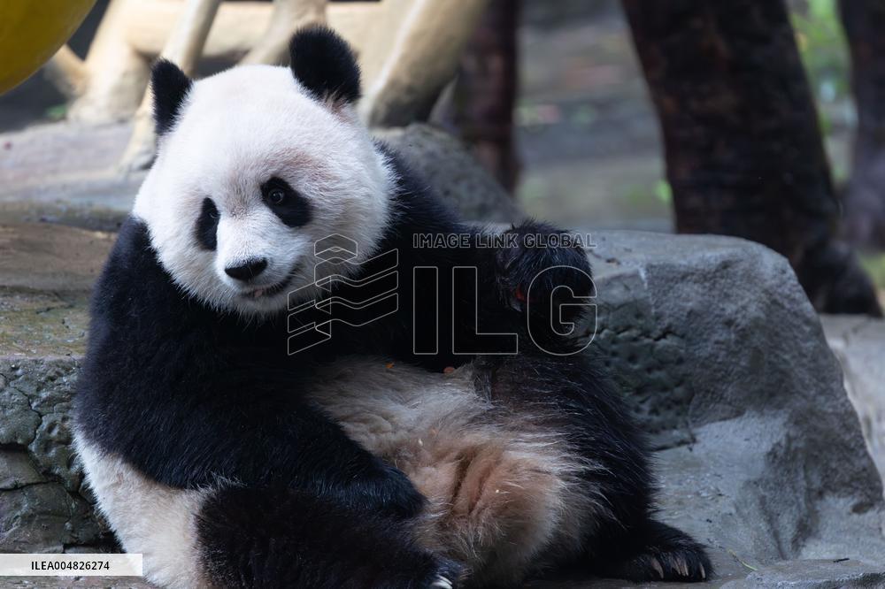 Giant Panda Yu Ai Comeback