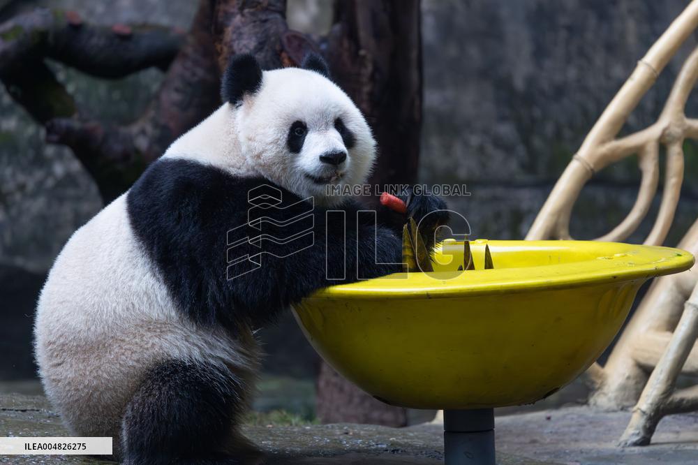 Giant Panda Yu Ai Comeback