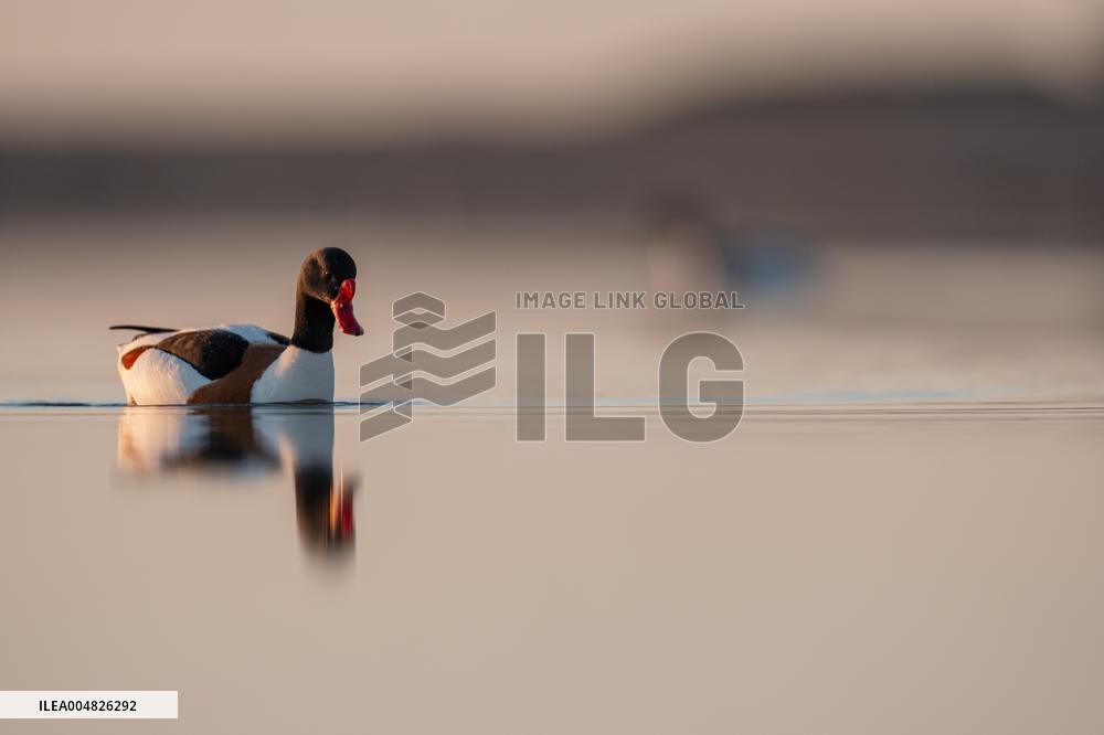COMMON SHELDUCK