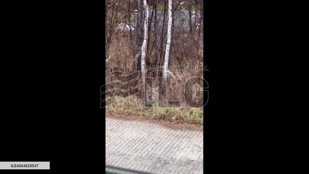 China: Rare Wild Lynx Sighting on Heilongjiang Highway
