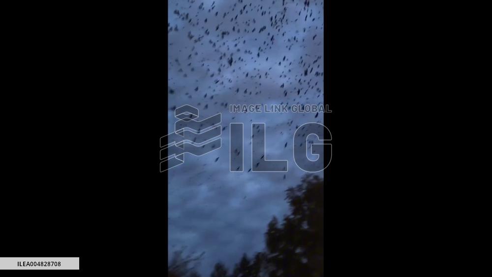 China: Massive Flock of Crows Creates Eerie Sky Over Qiqihar
