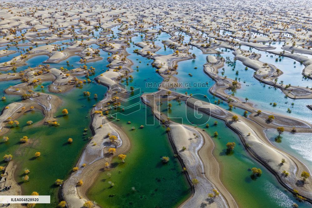 Autumn Scenery of Populus Euphratica Forests - Hotan