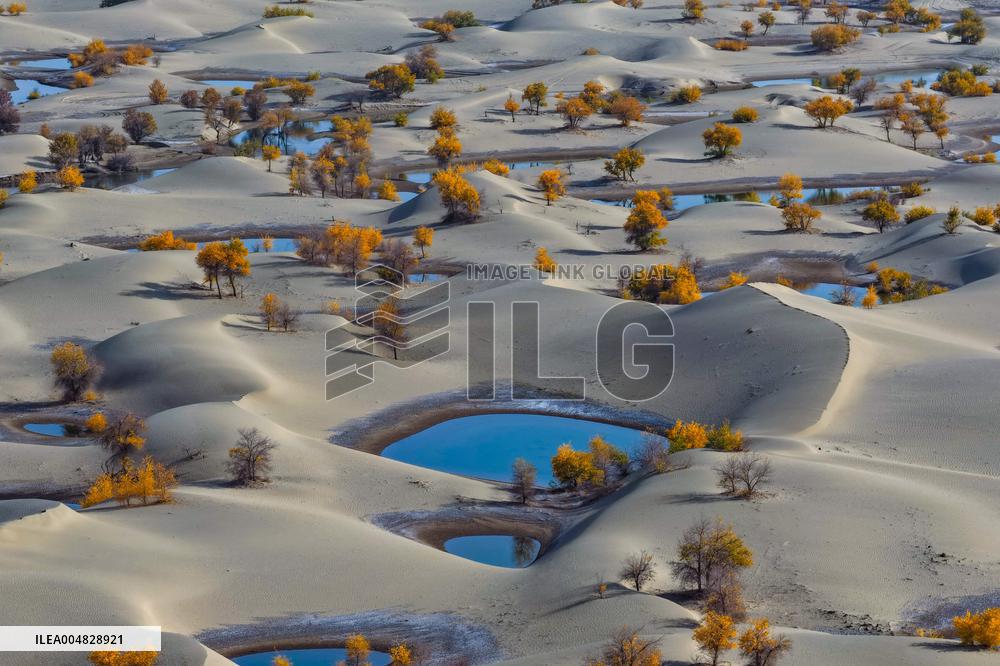 Autumn Scenery of Populus Euphratica Forests - Hotan