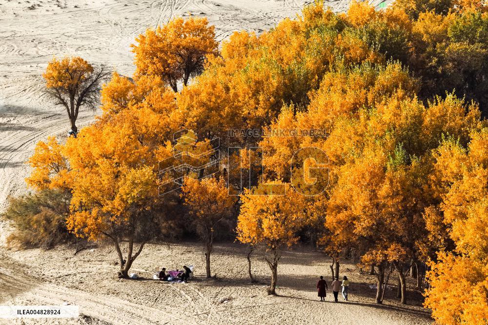 Autumn Scenery of Populus Euphratica Forests - Hotan