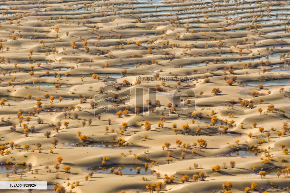 Autumn Scenery of Populus Euphratica Forests - Hotan