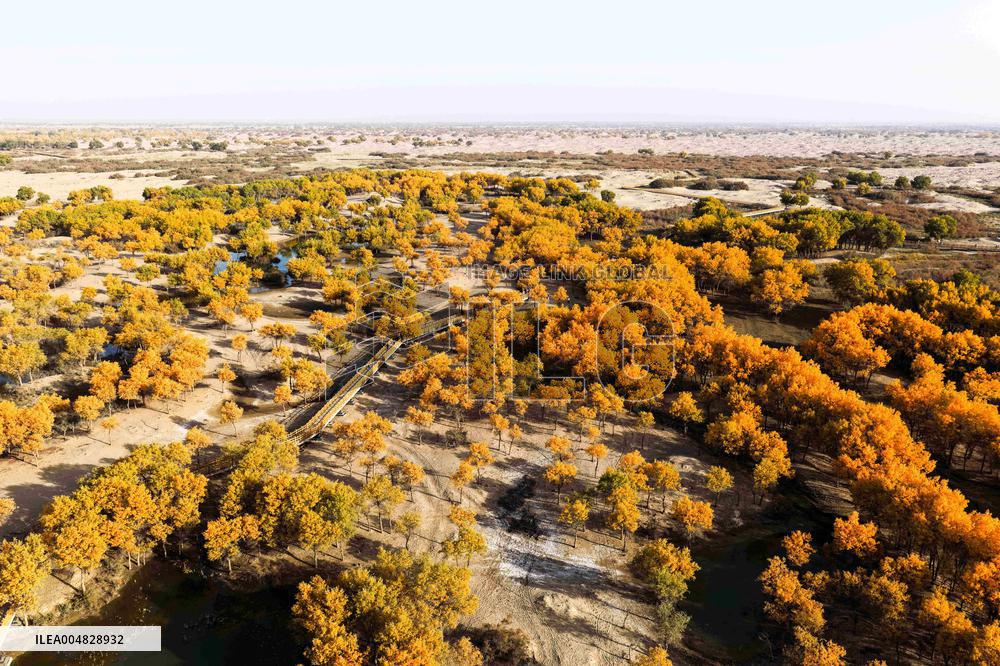Autumn Scenery of Populus Euphratica Forests - Hotan