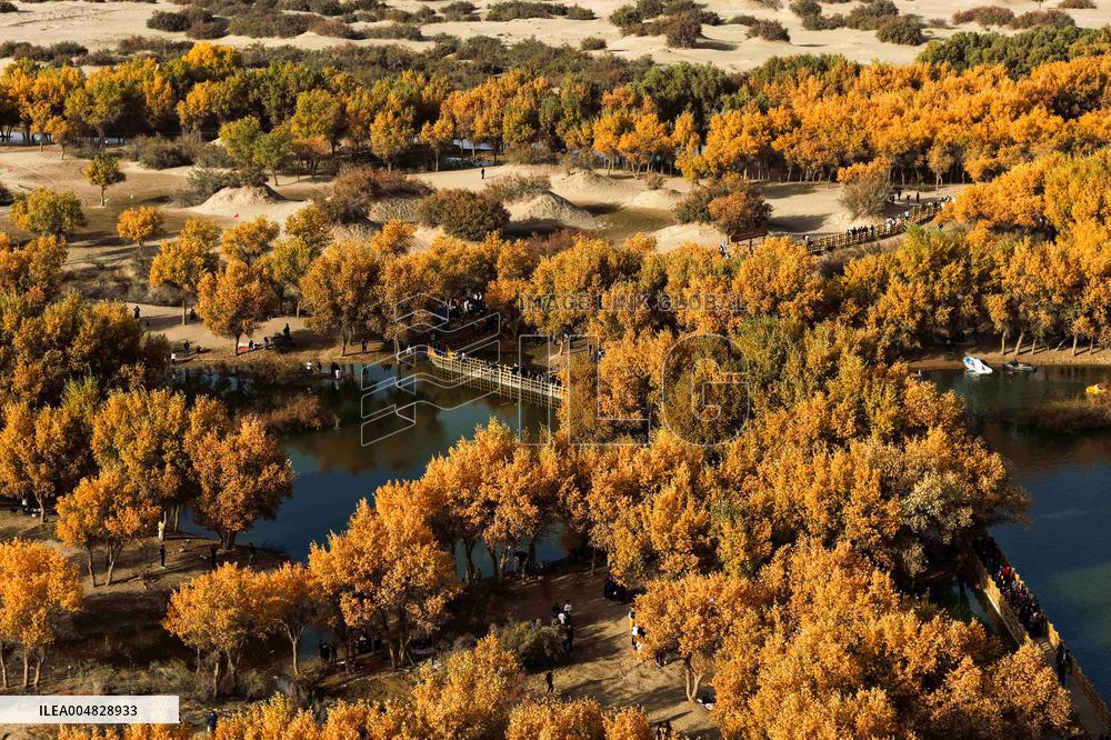 Autumn Scenery of Populus Euphratica Forests - Hotan
