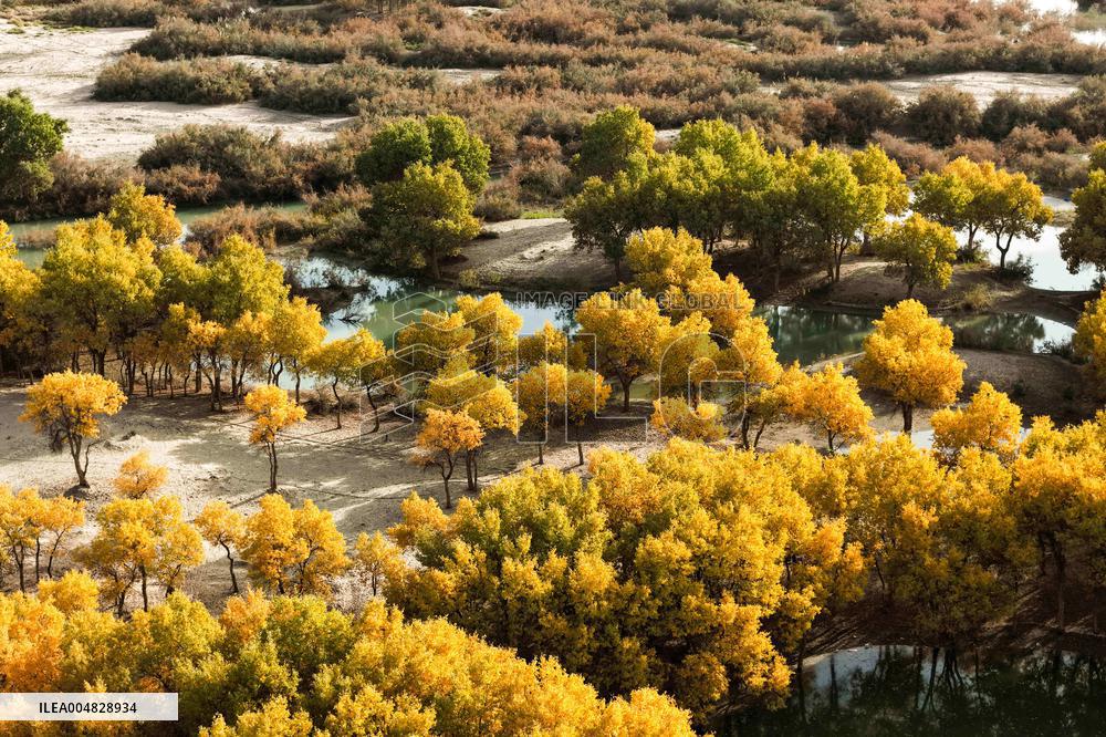 Autumn Scenery of Populus Euphratica Forests - Hotan