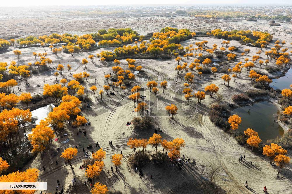 Autumn Scenery of Populus Euphratica Forests - Hotan