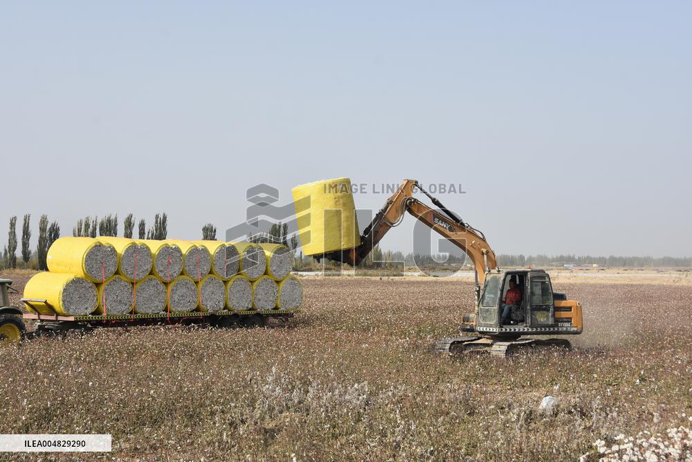 Newly Harvested Cotton - China