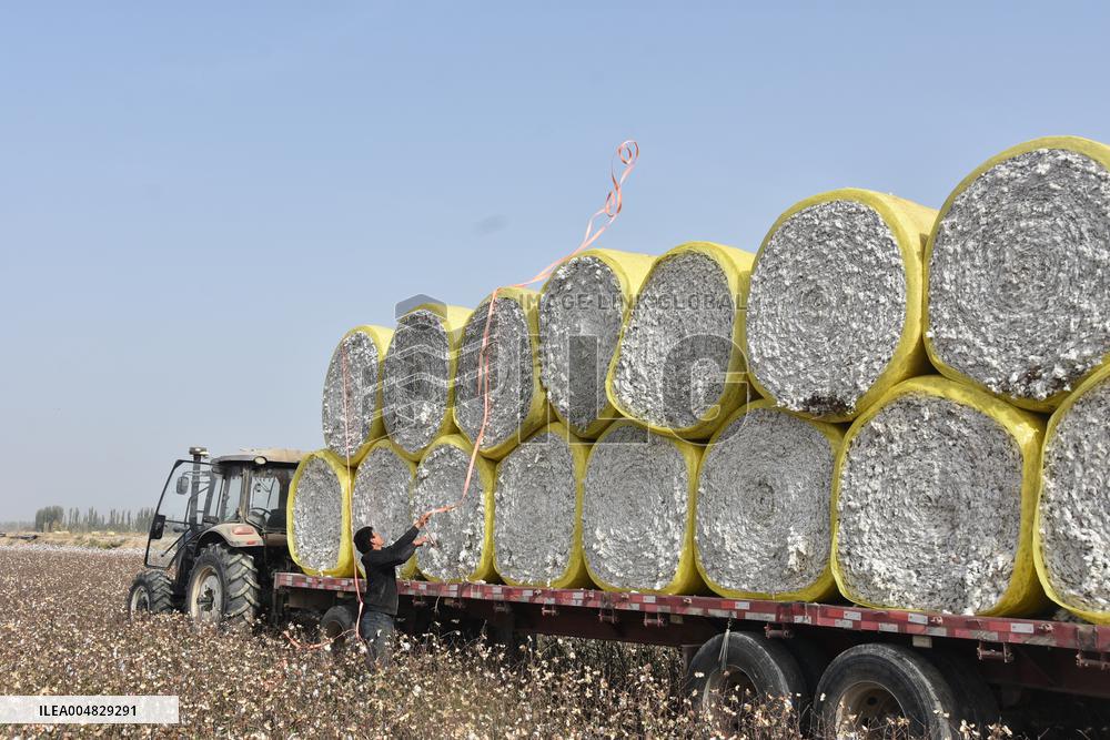 Newly Harvested Cotton - China
