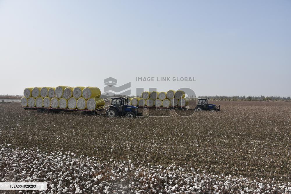 Newly Harvested Cotton - China