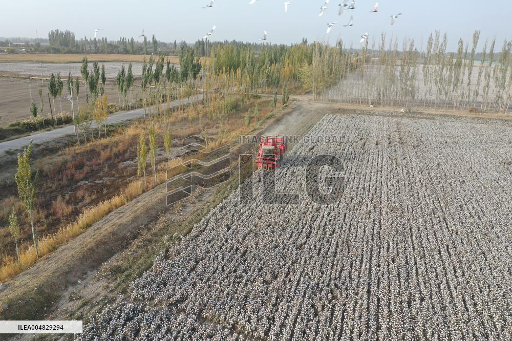 Newly Harvested Cotton - China