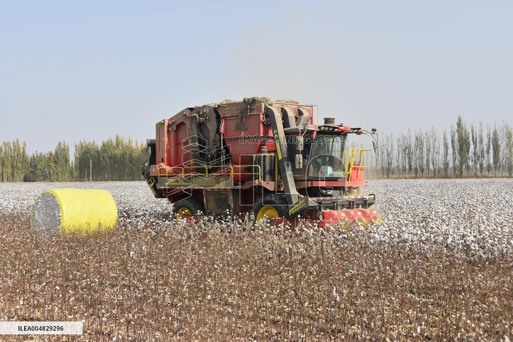 Newly Harvested Cotton - China
