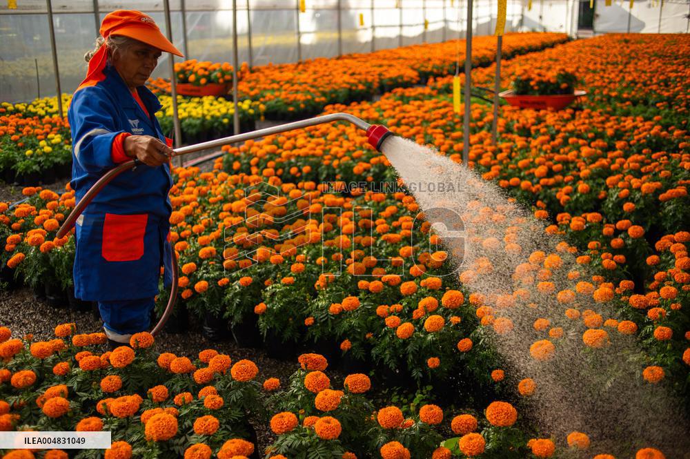 Cempasuchil Flower Nurseries Prepare For Dia De Muertos - Mexico