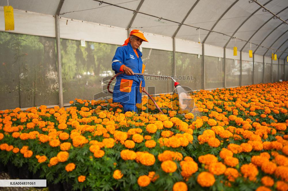 Cempasuchil Flower Nurseries Prepare For Dia De Muertos - Mexico