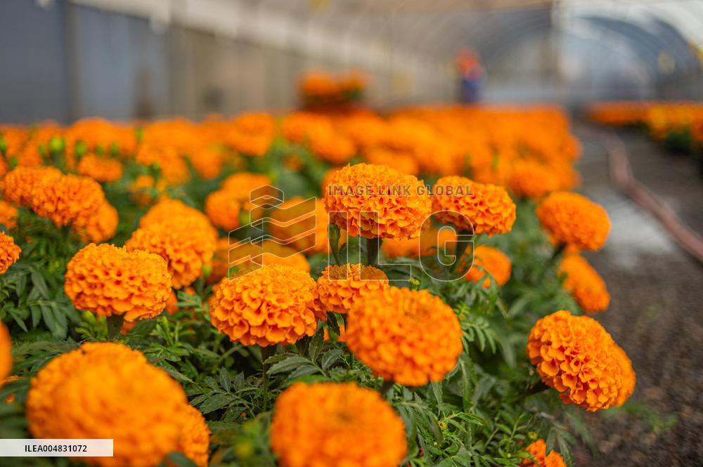 Cempasuchil Flower Nurseries Prepare For Dia De Muertos - Mexico