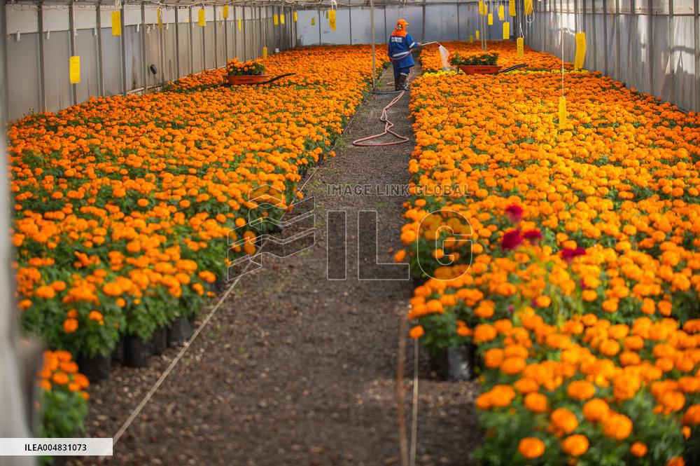 Cempasuchil Flower Nurseries Prepare For Dia De Muertos - Mexico