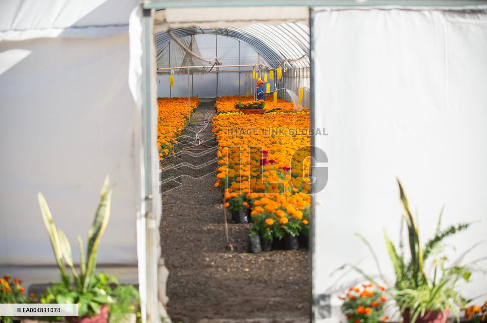 Cempasuchil Flower Nurseries Prepare For Dia De Muertos - Mexico